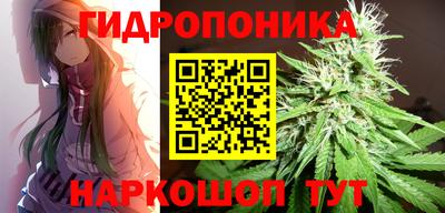 шишки Тверь